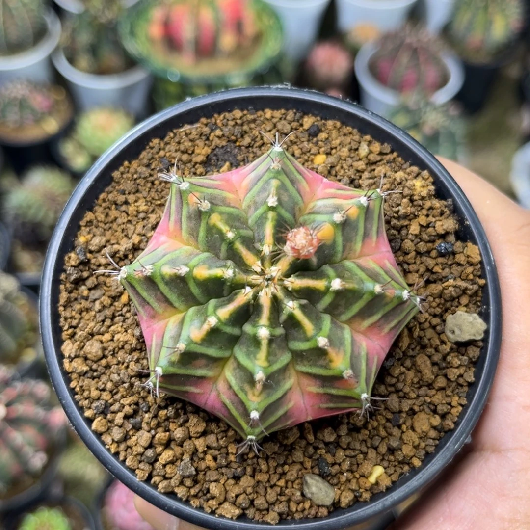 617泰系实生侧有伤