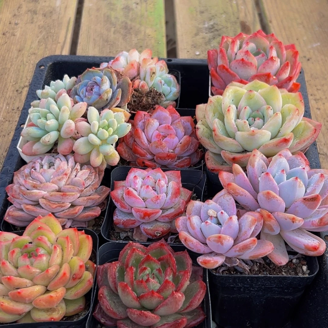 788大热的一天从早上开始到晚上