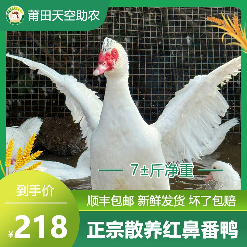 莆田本地奥比大面公正宗农家水库散养180天红鼻番鸭烧烤食材鸭肉同城配