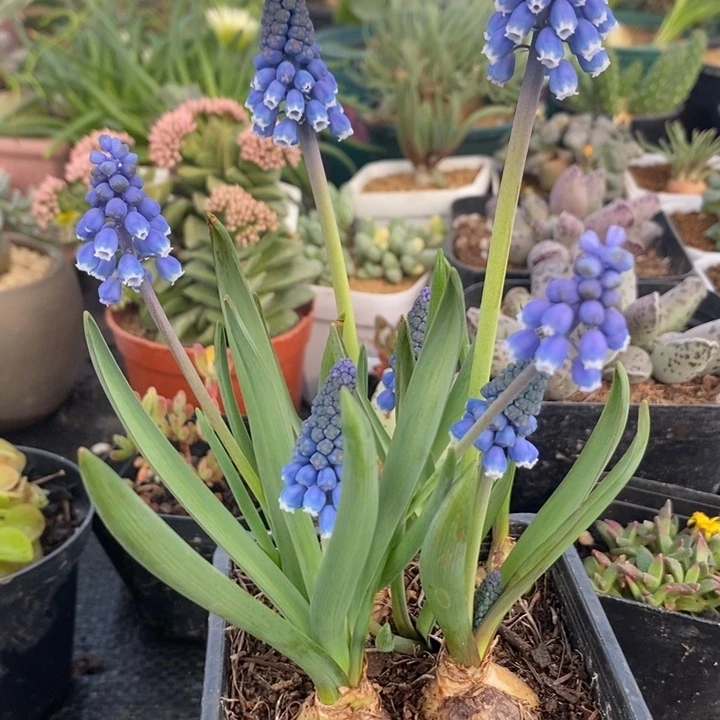 葡萄风信子，带盆发货