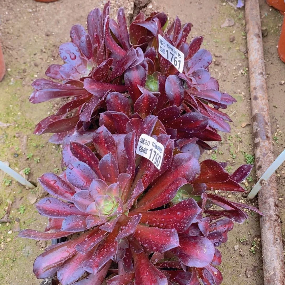 1761-1760 号一物一拍多肉植物