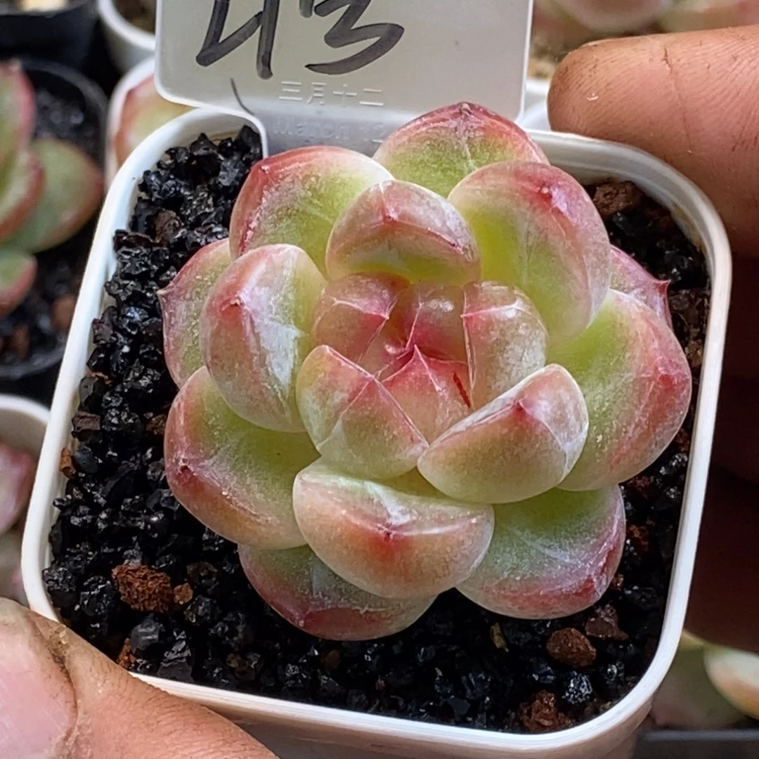 天官赐福百无禁忌