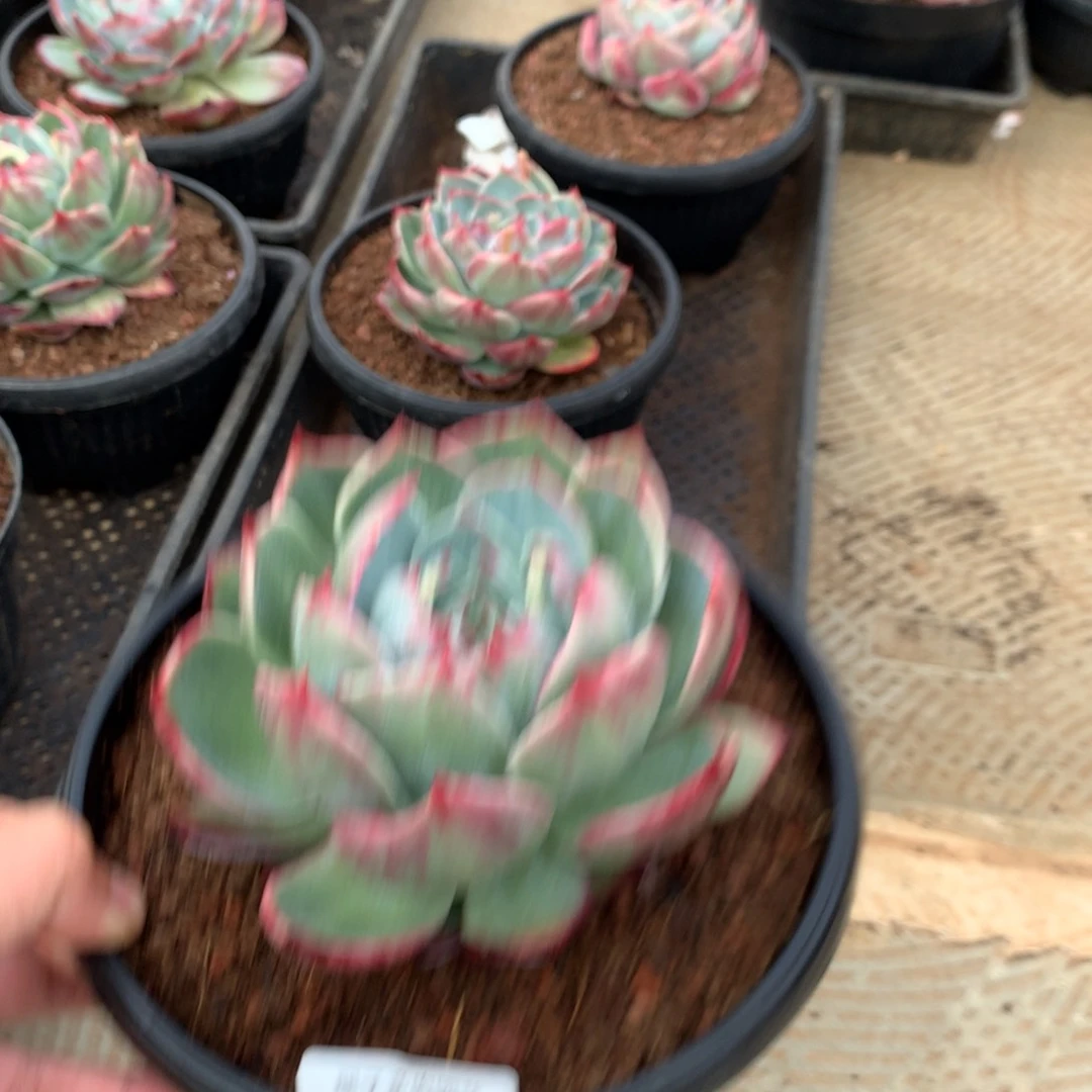 九**莉287花脸宽叶拉丝外翻。尺寸13。多肉植物