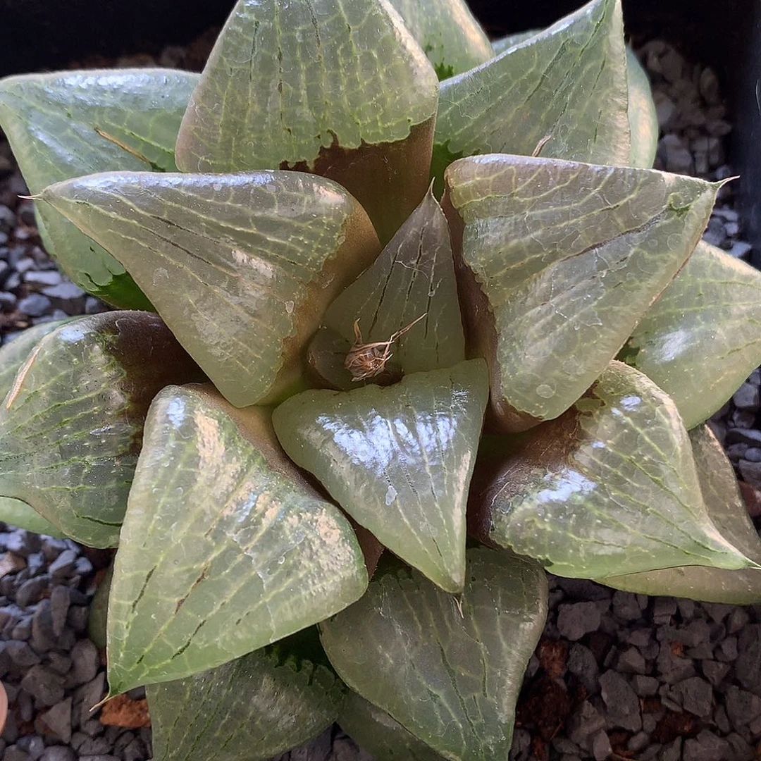 超大阿寒湖手带盆土发货