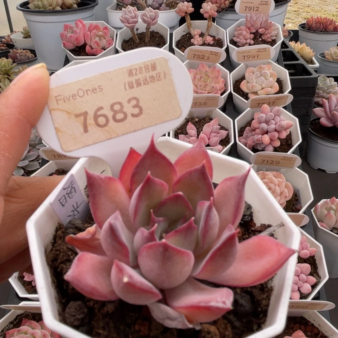 暗冰7683-5.0厘米