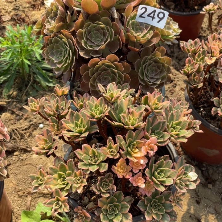 无花朵249多肉植物组合无售后
