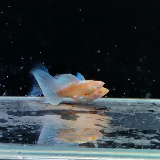 孔雀鱼微瑕蓝白飞船一对