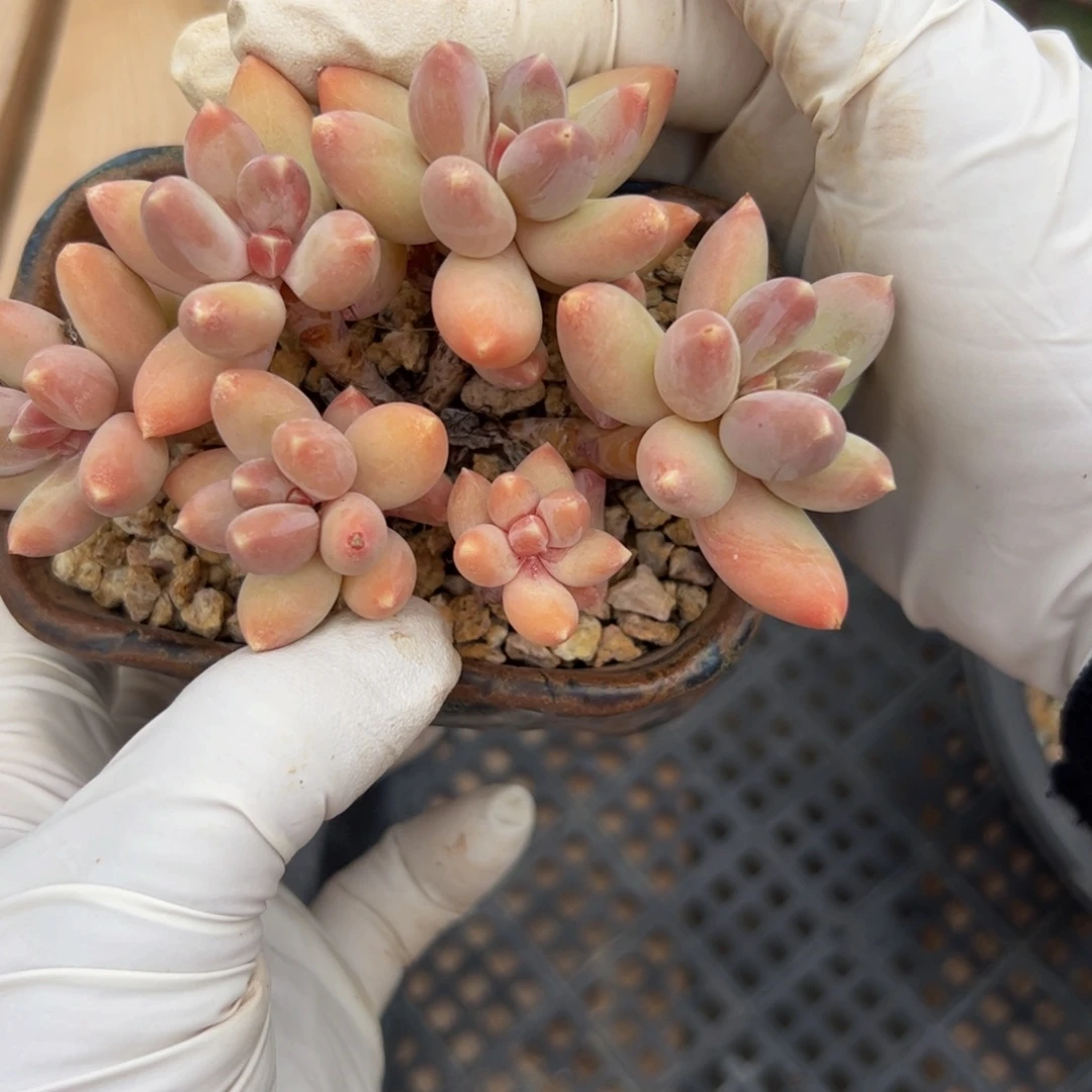 …***华多肉植物多肉植物