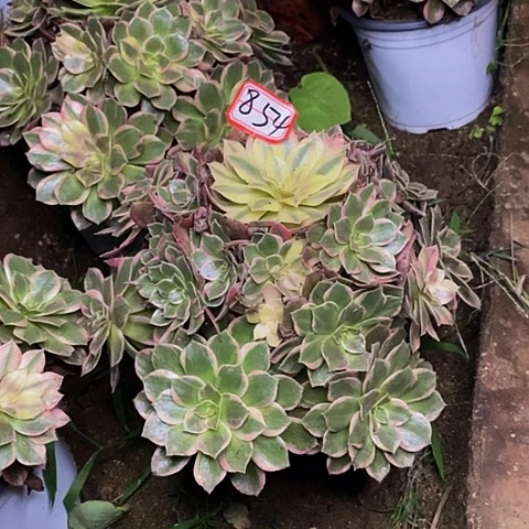 黑魔锦老桩捧花854号