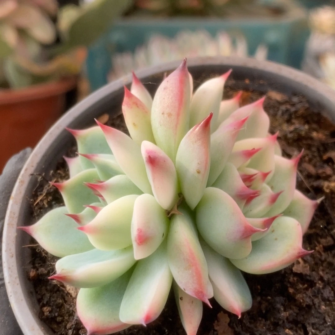 604锦锦锦锦锦锦锦锦