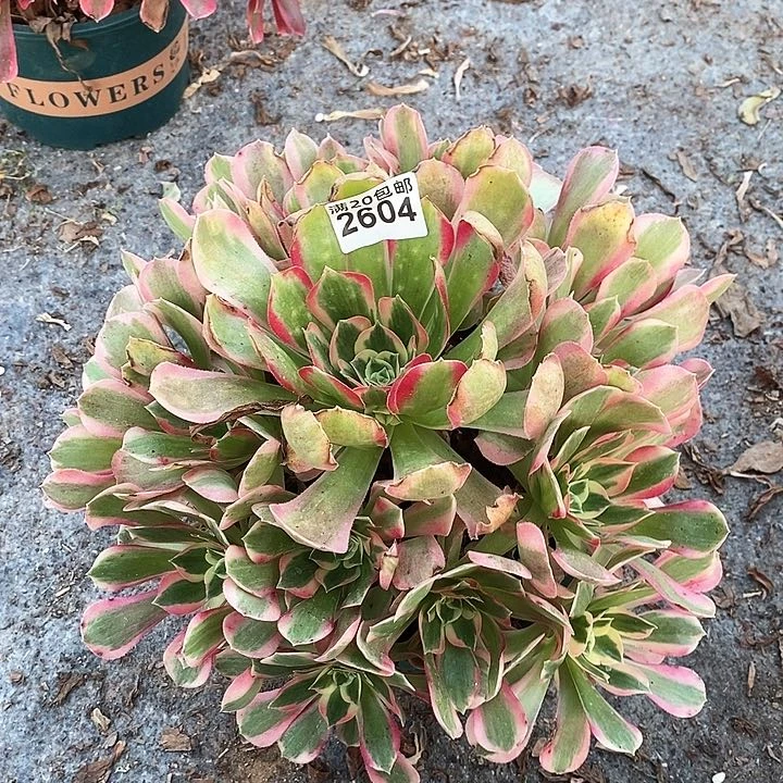 2604 一颗男神法师