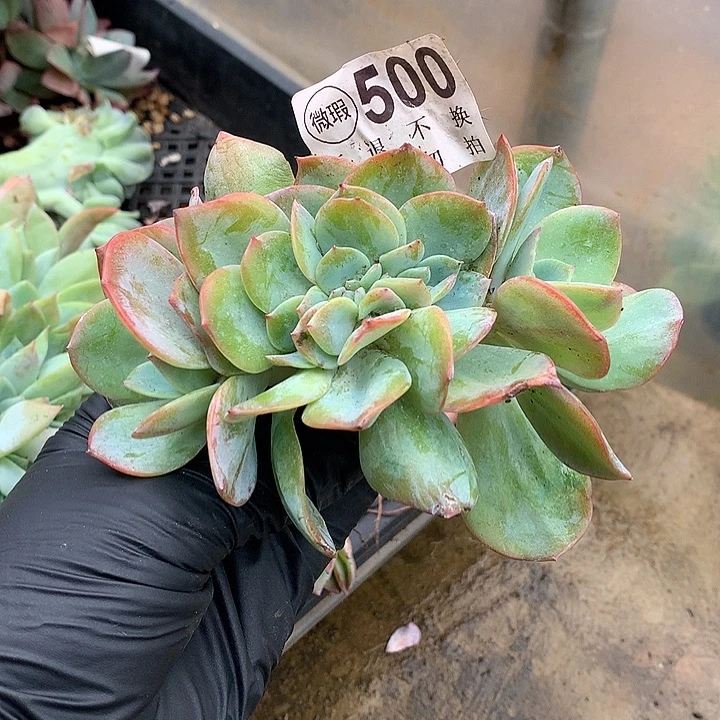 血凤缀化  非偏远38包邮 节后发