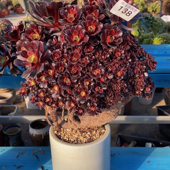 138号欧子法师朵朵微瑕