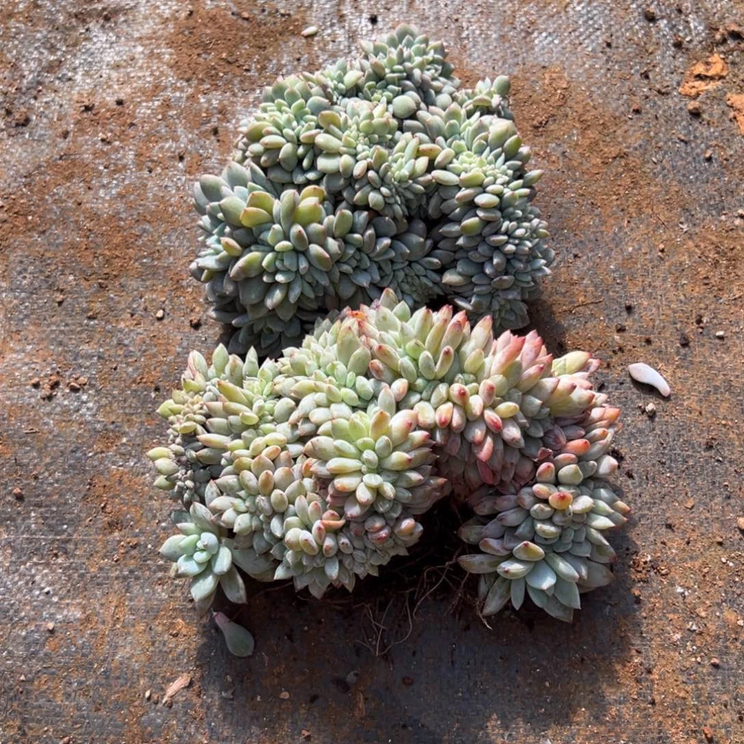 梨***笑缀化小树朵朵呀呀呀