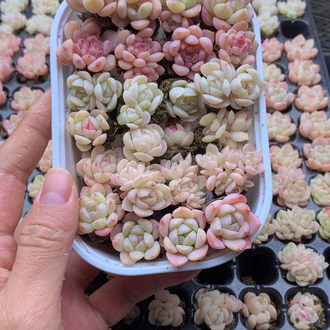 反反复复还是很开心001