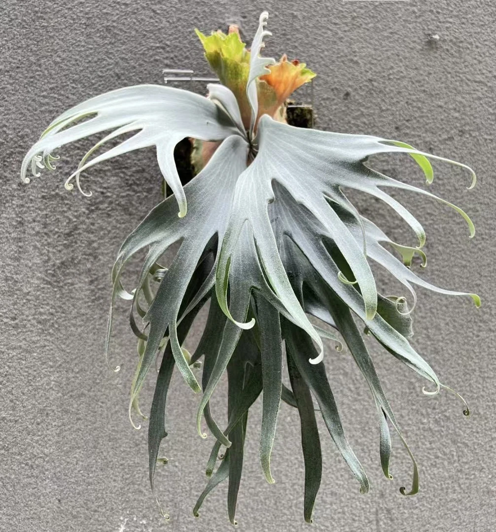 白狮王鹿角蕨孢子苗
