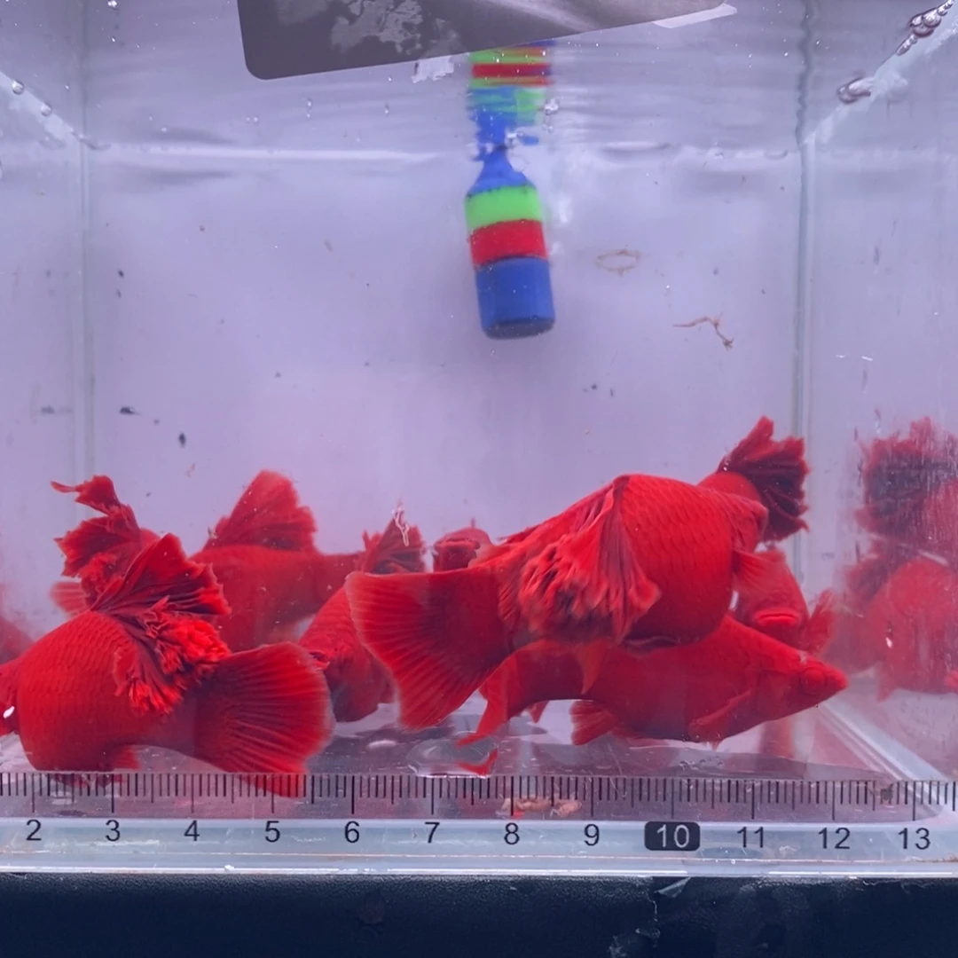 ～***～海水鱼清缸瑕疵红剑10条