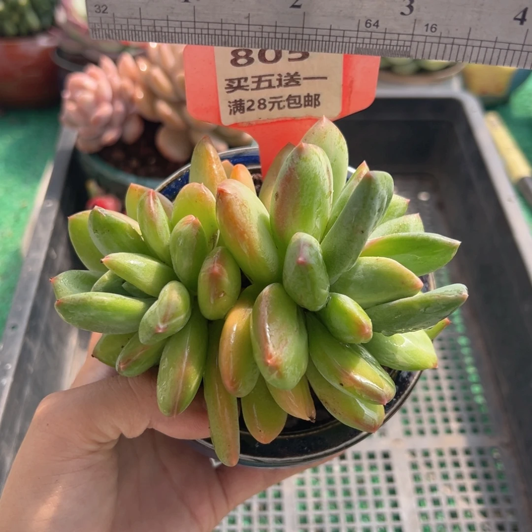 表妹精品多肉植物805.
