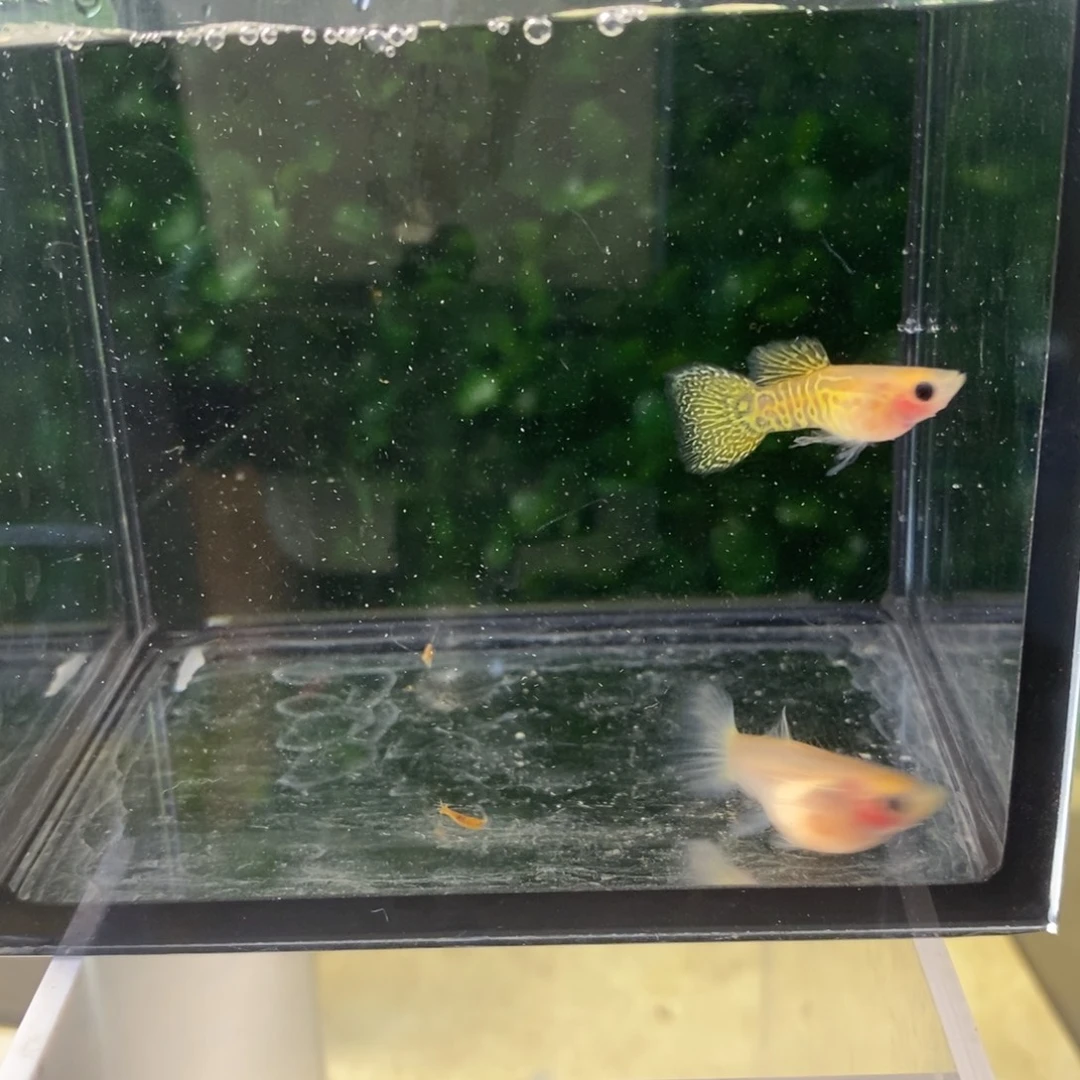 孔雀鱼黄蕾丝玻璃猫一对