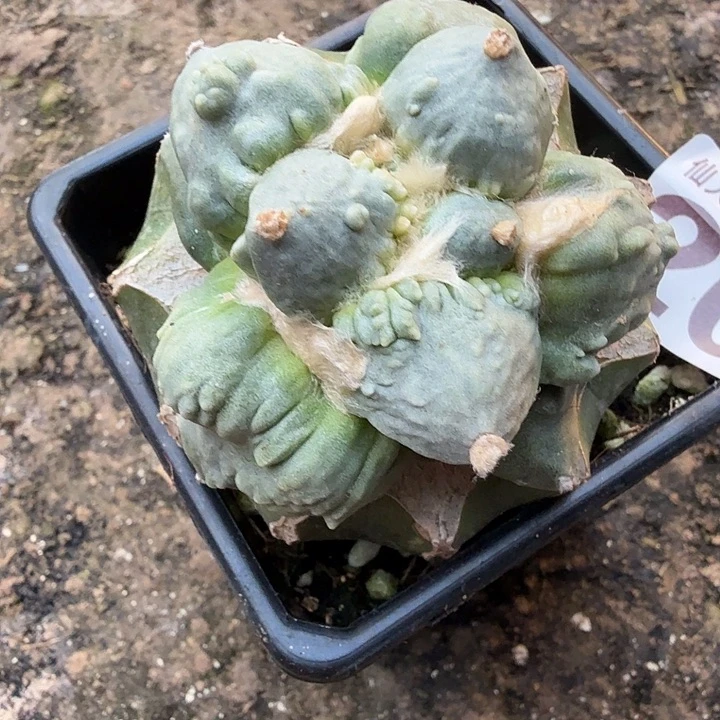 无花朵204潜力股外星怒东三