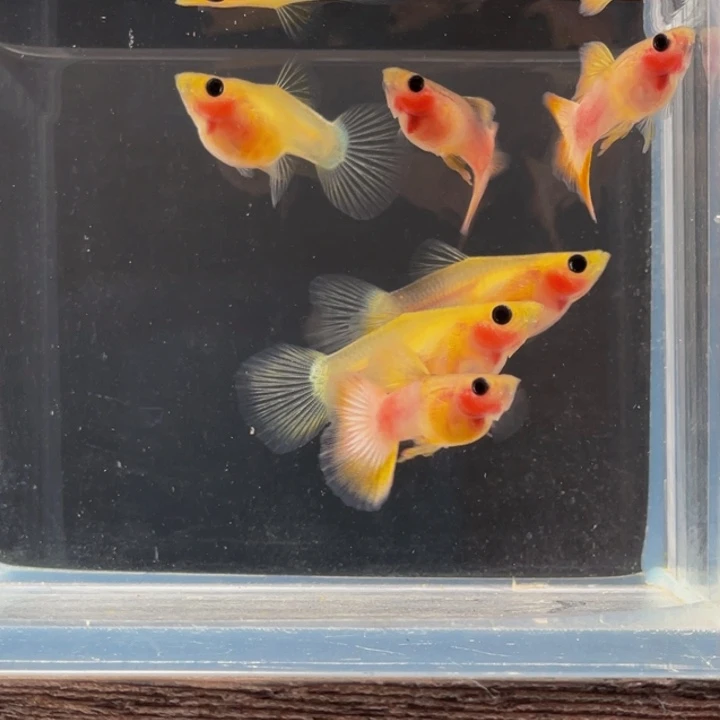 海水鱼幻彩玻璃猫一对带胎