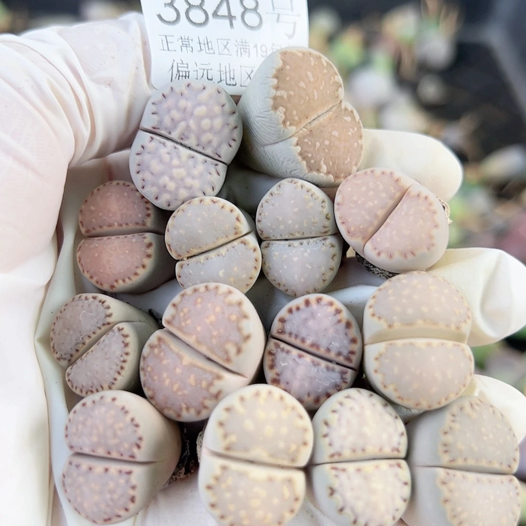3848四年饼干14个1.5-2cm打包出