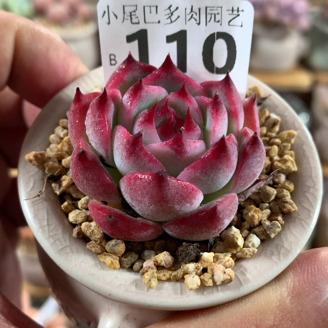 小尾巴多肉园艺5CM迷你拇指盆栽B110