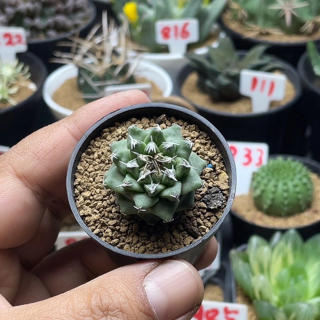 实生大尤赤花娇丽 带盆土包邮