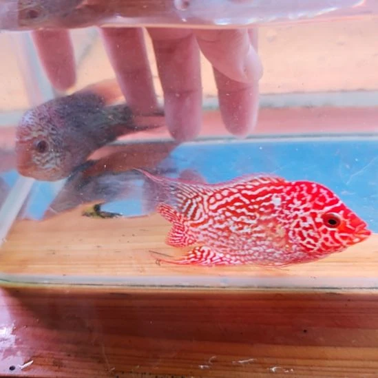 海水鱼4楼鱼！！！！！！！！！！