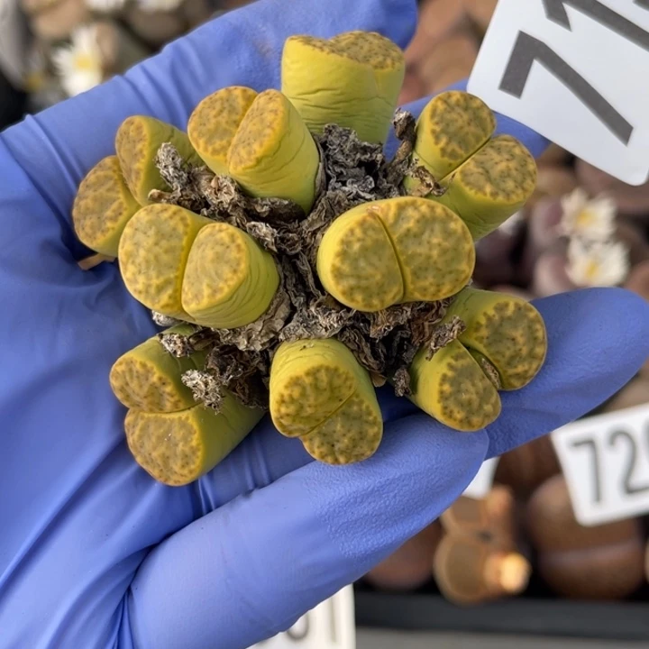 非偏远满20包邮713