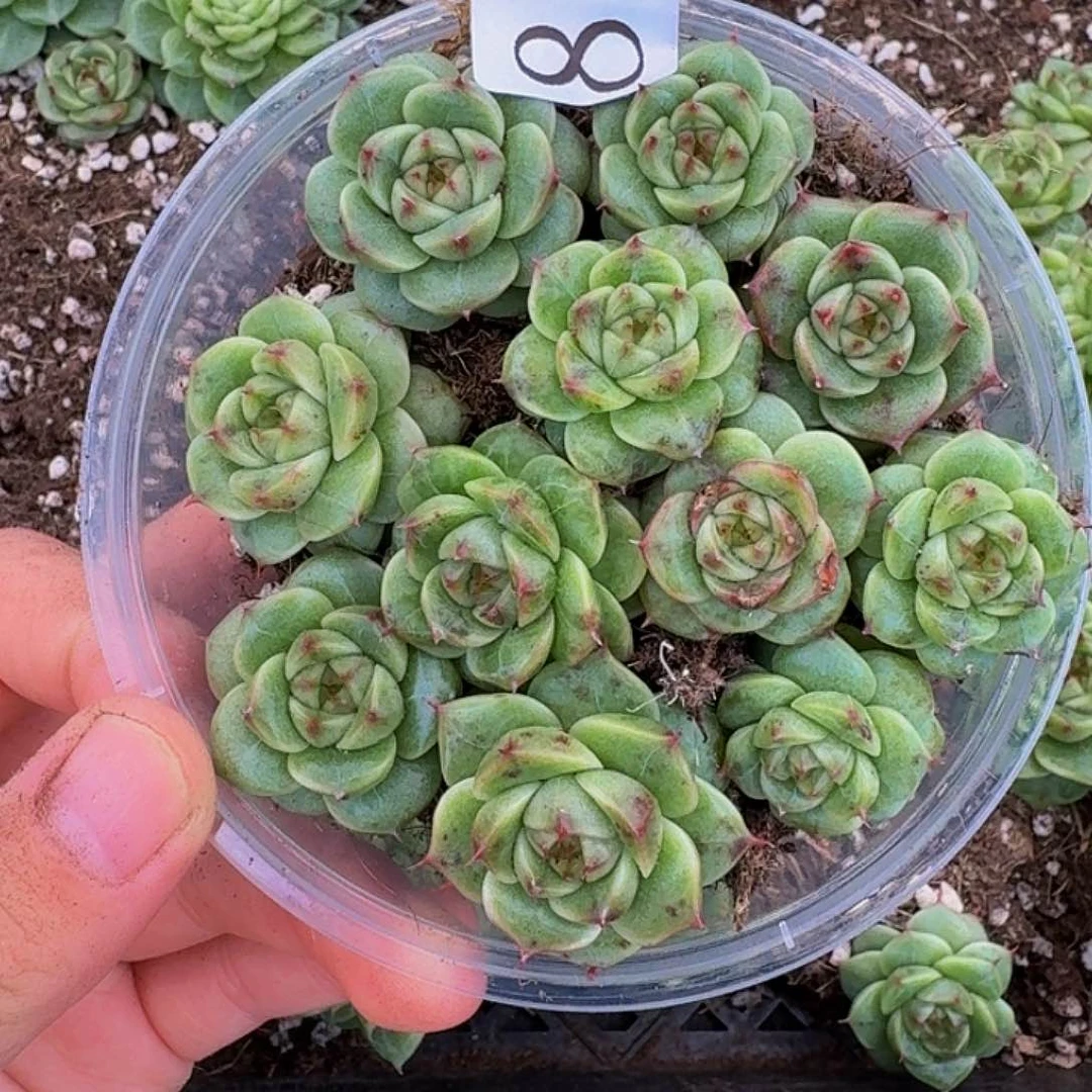 +**～多肉植物多肉植物861