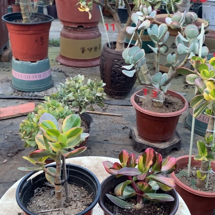 老花月卷叶中班锦