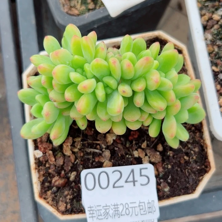 幸运的是你能给我们