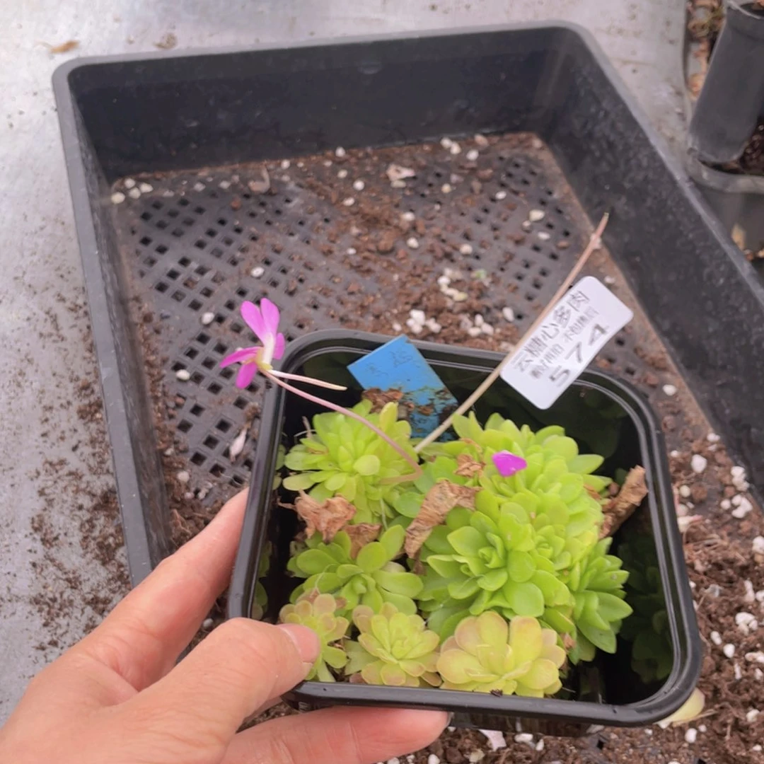 云糖心多肉植物574