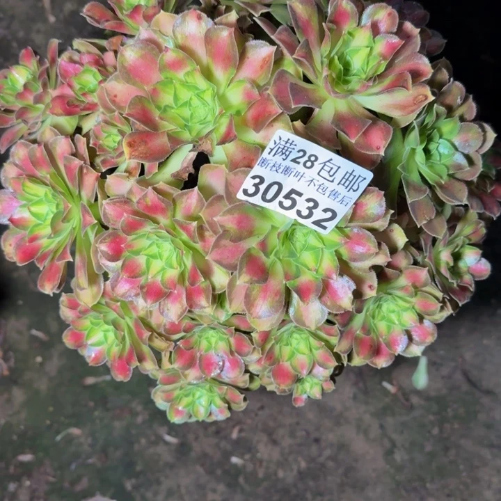 38532韶华多肉植物