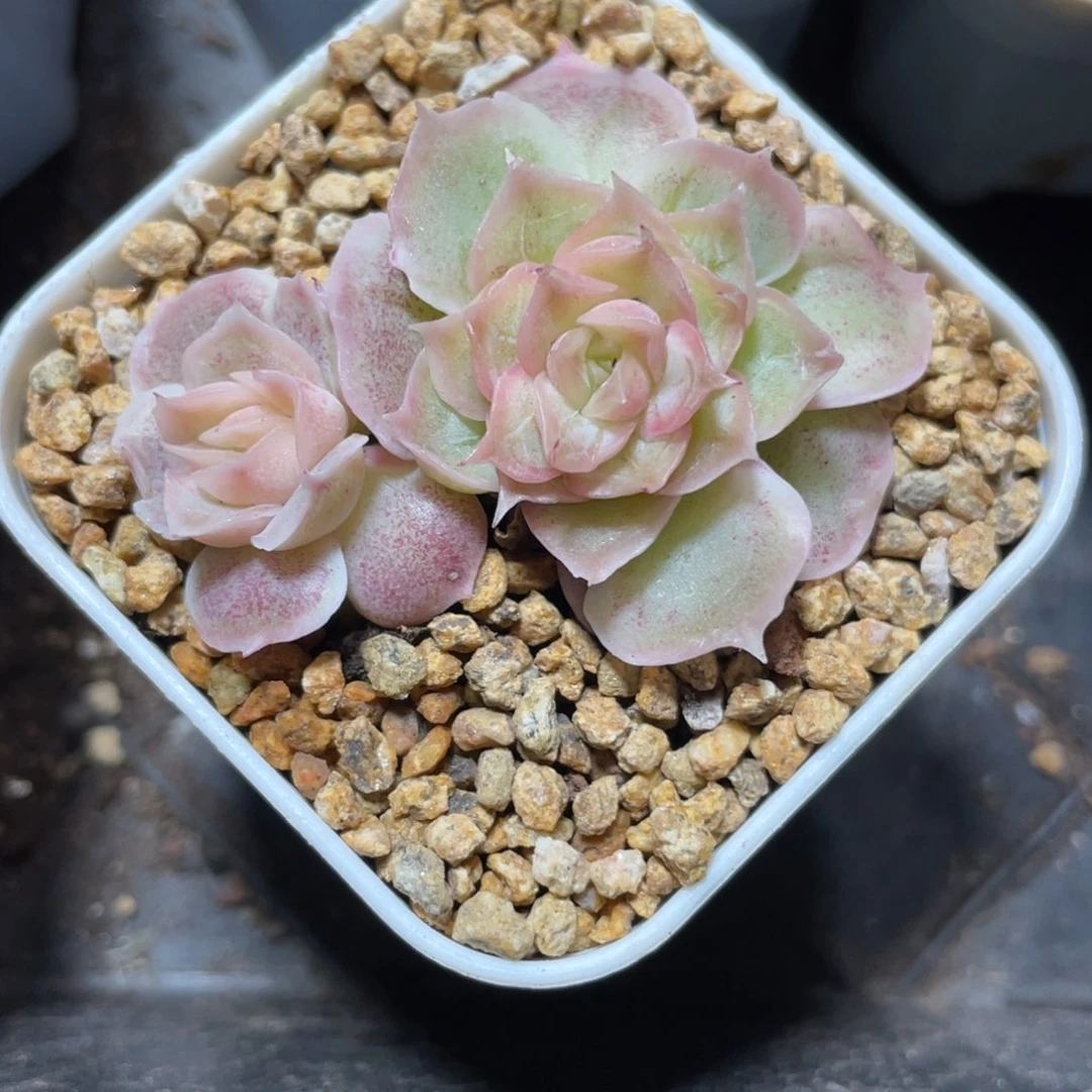 Z186水晶虾饺双头