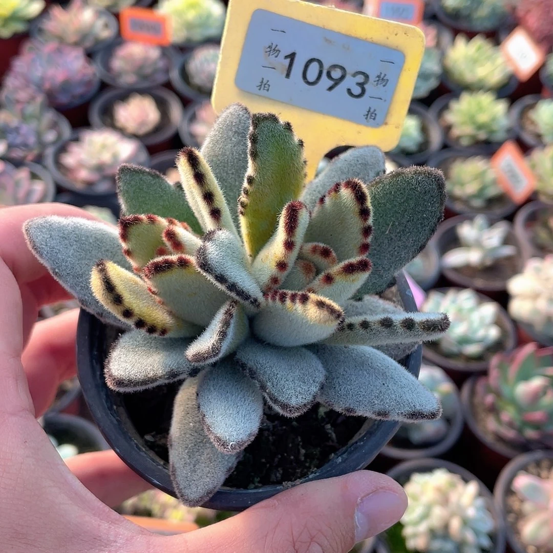 达摩兔1093号多肉