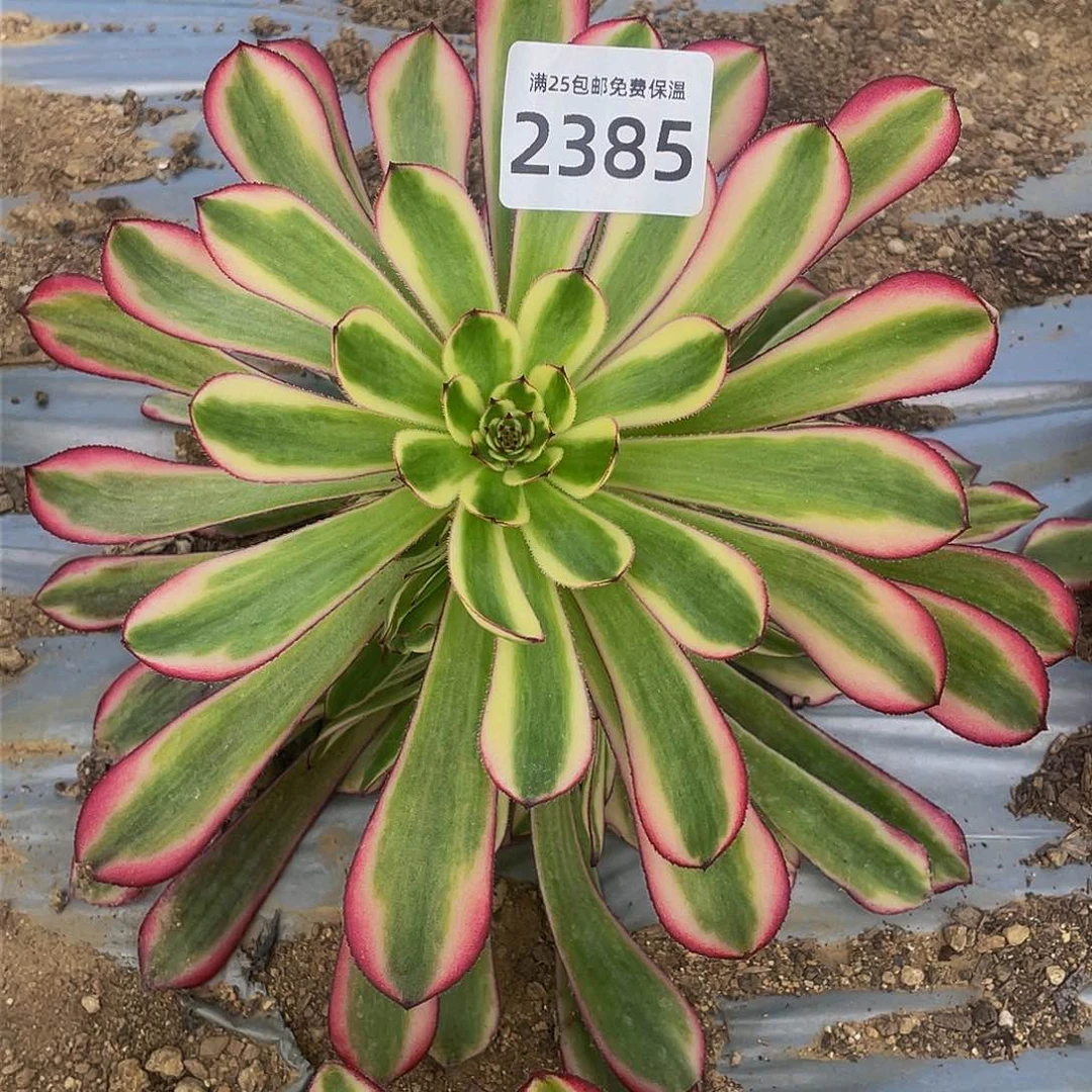 2385白月光多肉植物