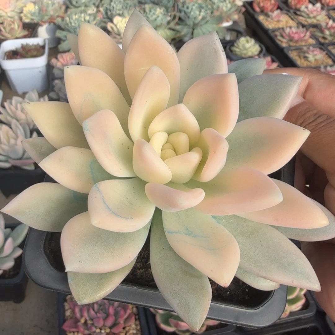 大锦边奥普锦一刻的锦