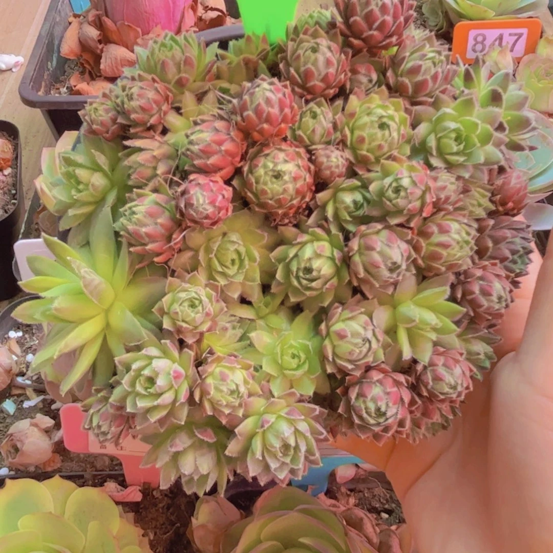 254山地玫瑰粉色