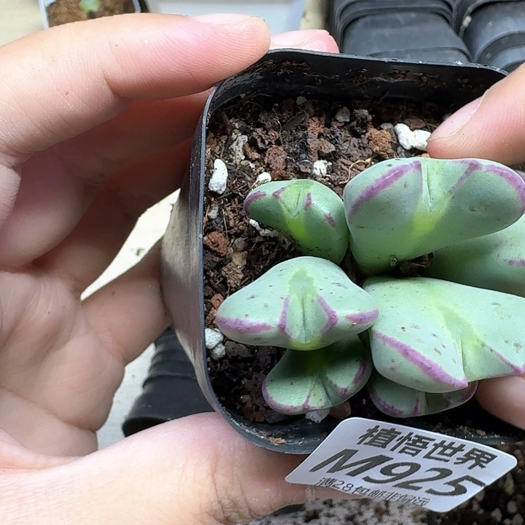 多肉植物的动作wf