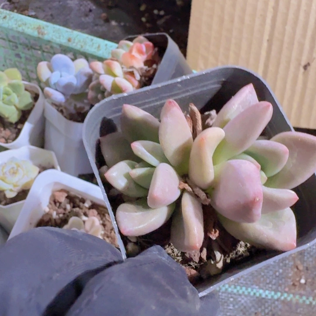 ?精品桃花源多肉植物