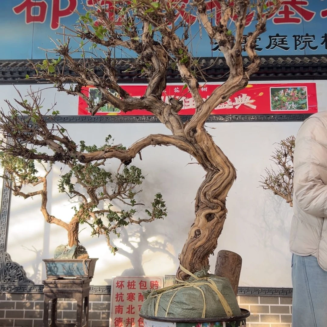 无花朵金银花888888888888