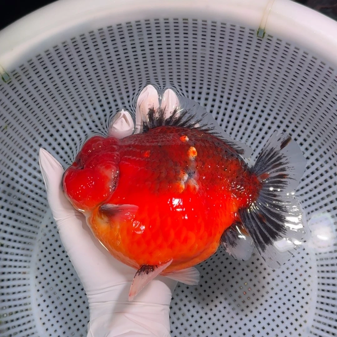 金鱼类不分公母15