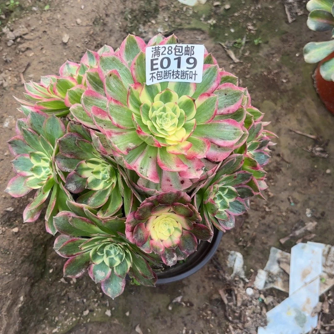 M. 019海王多肉少，cad