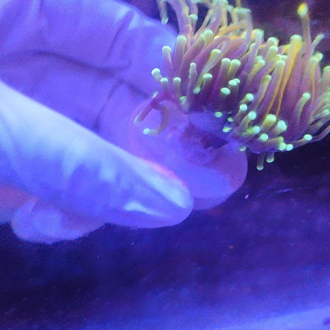 智海海洋珊瑚馆竞拍链接