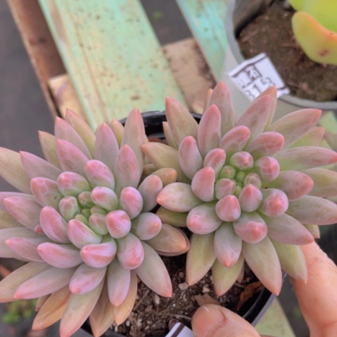 【闪购商品】水晶球0909