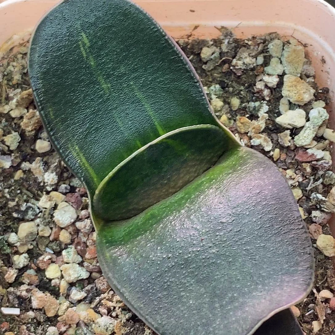 不带盆脱土裸根发货