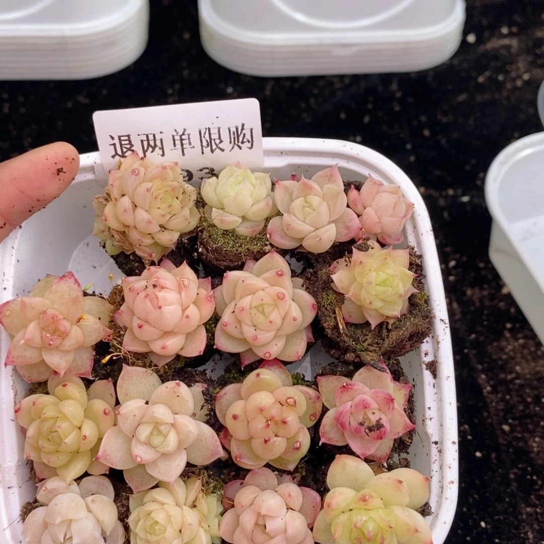 2-934 新疆西藏内蒙不发其他12.8包邮两到三公分多肉