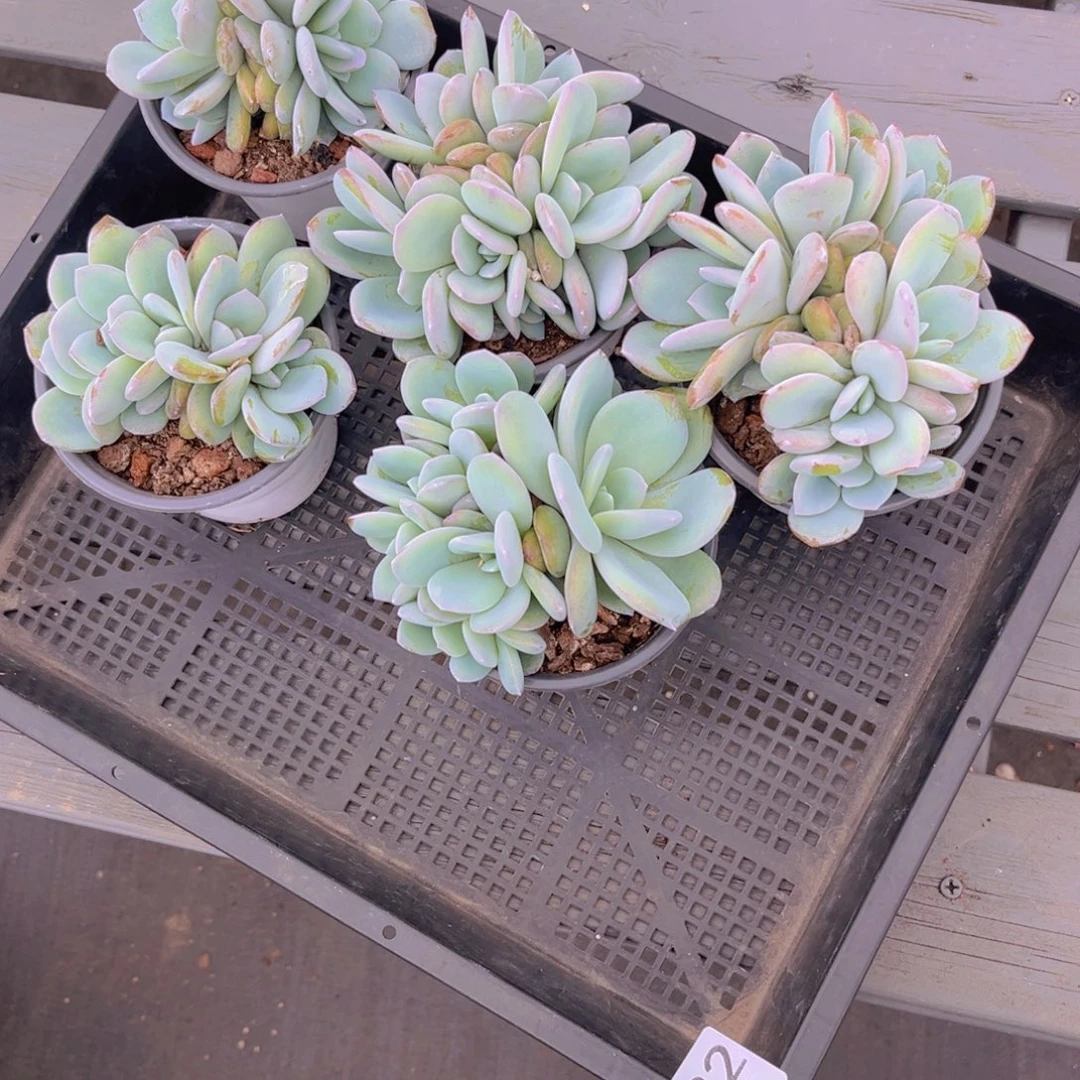 皛***狸#832售后范围签收起7天内